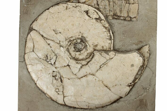 Jurassic Fossil Ammonite (Dorsetensia?) - England #189510